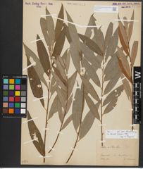Foto von Salix alba L.